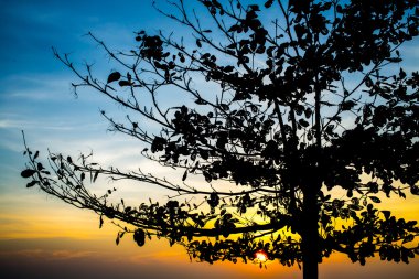 Sunrise deniz ağaç siluet, Tayland Körfezi ile