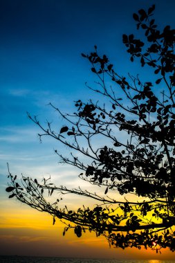 Sunrise deniz ağaç siluet, Tayland Körfezi ile