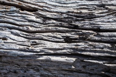 Sahildeki ölü ağaç. 