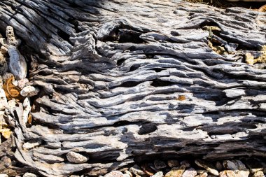 ölü ağaçlar, arka plan