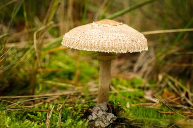 Yeşil yosunlu Macrolepiota Procera mantarının ayrıntıları. Lezzetli yemek malzemeleri..