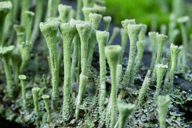 Slovakya 'da ormandaki küçük tuhaf mantarlar, yosun ve yosunlar.