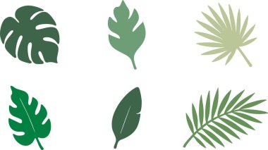 Beyaz arka planda dokuz farklı tropikal yaprak seti..