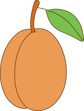 Sıcak turuncu derili bir kayısı ve sapında tek bir yeşil yaprak..