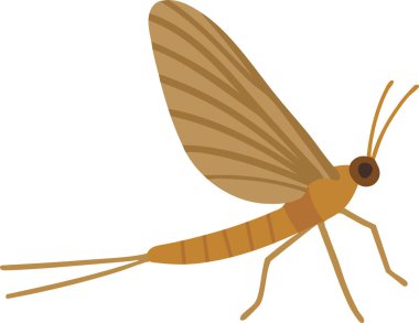 Slender yarı saydam kanatlarla uçabilir ve uçuş profilinde iki akış sertifikası tasvir edilir..