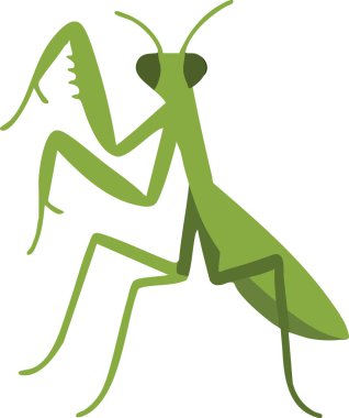 Parlak yeşil peygamber devesi, katlanmış yırtıcı ön ayakları ve üçgen kafasıyla dimdik ayakta duruyor..