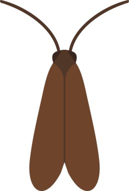 Uzun, dar kanatları olan ince iplerden sarkan basit kahverengi bir güve..