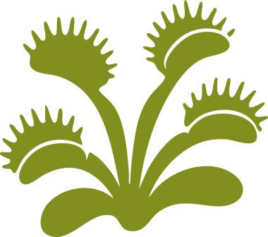 Yoğun bir kümede yukarı doğru kıvrılan birden fazla yapraklı eğreltiotu..