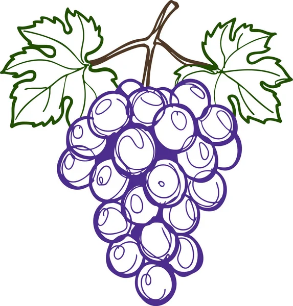 İki yaprak sarmaşığıyla bir saptan sarkan mor üzümler..