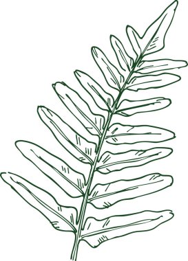 İnce bir sapta bir sürü broşür bulunan eğreltiotu yapraklarının botanik çizgileri.