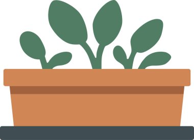 Terracotta saksı tepsisi, genç yapraklı bitkileri evin içinde ya da balkonda büyütür.