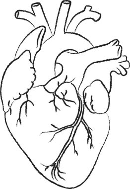 Gerçekçi bir tıbbi tasvir ventrikül atria damarlarını ve insan kalbinin dokusunu gösteriyor.