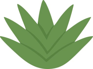 Geniş uçlu yaprakları olan simetrik yeşil bir agave dikenli bir roset oluşturuyor..