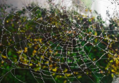 Su damlalı örümcek ağı.