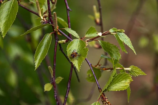 Tomurcuklu bir dalda yeşil yapraklar, yeşil yapraklı bir sinek..