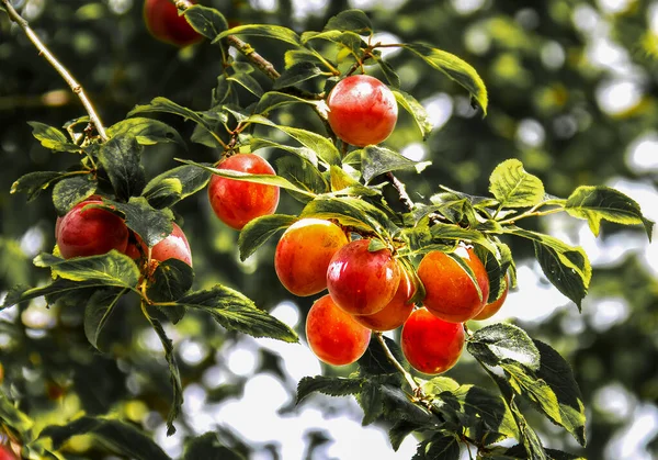 Olgun kırmızı erikler dalda.