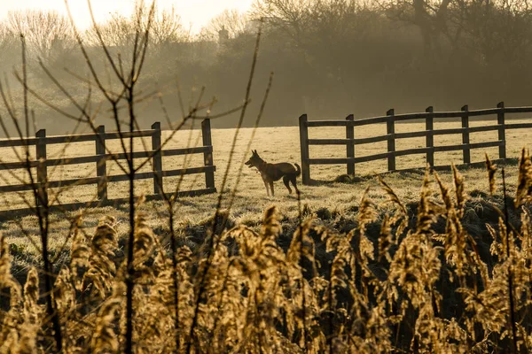 Kırsalda altın bir gündoğumu sırasında bir köpek karla kaplı bir tarlada duruyor. Ön planda ahşap bir çit ve kuru otlar kırsal bir atmosfer yaratır. Sakin bir kış sabahı sahnesi.