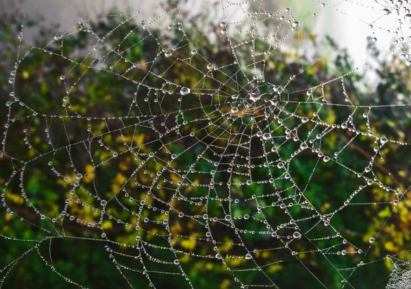 Su damlalı örümcek ağı.
