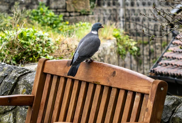 Arka bahçedeki ahşap bahçe sırasına tünemiş karatavuk ve yeşillik