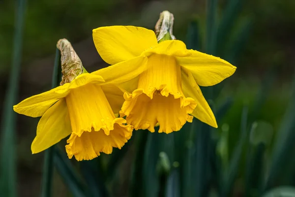 Çiçek açan iki sarı nergis Çiçeği Yumuşak Yeşil Arkaplanlı Yakın plan