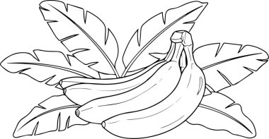 Tropikal Yapraklı Muz Çetesi: Siyah ve Beyaz Çizgili Illus