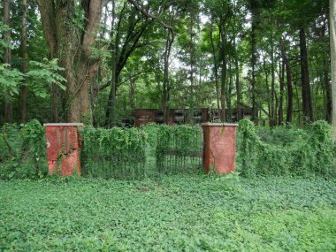 Uttarakhand, Dehradun yakınlarında uzun zamandır terk edilmiş bir bina. Parçalanan kapı yemyeşil bitki örtüsüyle kaplıdır. 