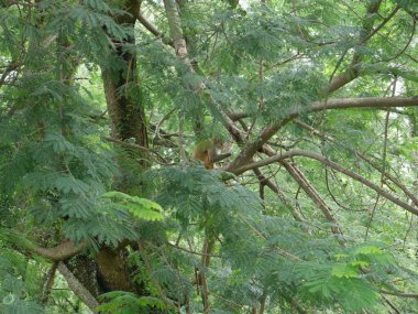 Uttarakhand, Dehradun 'daki bir ağacın sık yaprakları arasında bir rhesus makağı huzur içinde yatar. Maymun yemyeşil orman yaşam alanına karışıyor ve vahşi yaşama bir bakış sunuyor..
