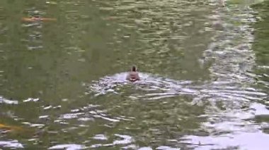 Çocuk Avam Moorhen Park havuzunda yüzüyor.