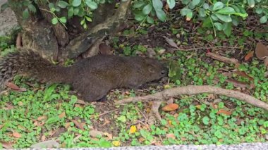 Park 'taki Çimlerin Altında Yiyecek Arayan Sincap