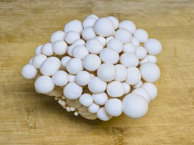 Japon Mutfağı için Beyaz Shimeji Mantarı (Hypsizygus tessulatus)