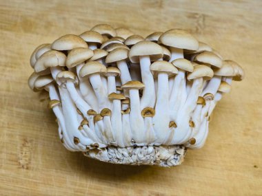 Yakın plan Kahverengi Shimeji Mantarı (Hypsizygus tessulatus)