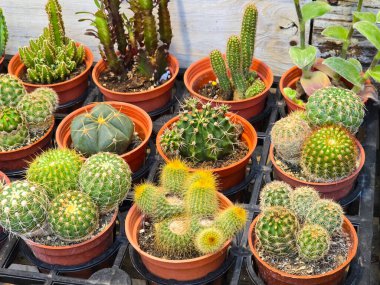 Küçük saksılarda yetişen Eşsiz Şekillere sahip çeşitli Succulentler