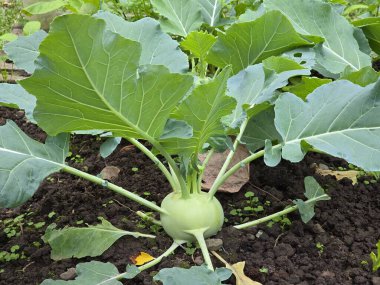 Sebze Bahçesinde Büyüyen Şalgam Kökünün Yakın Çekimi