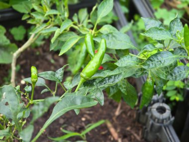 Sebze Bahçesinde Kırmızı, Yeşil ve Sarı Biberlerin Yakın Çekimi