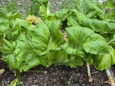Sebze bahçesinde yetişen taze hardal yeşillikleri.