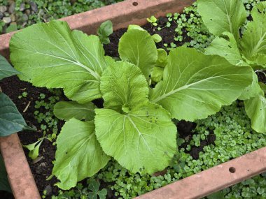 Sebze bahçesinde yetişen taze hardal yeşillikleri.