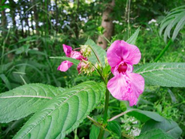 Bavyera 'nın bataklık kıyısındaki bir bitkinin arka planında bulunan bitkinin tomurcukları ve yaprakları (Hint balsam balsamı) olarak da adlandırılır (lat: Impatiens glandulifera)..