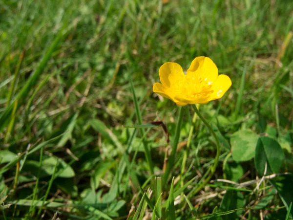 Detailní Záběr Politického Rozkvětu Polního Másla Lat Ranunculus Arvensis Rozmazaném — Stock fotografie