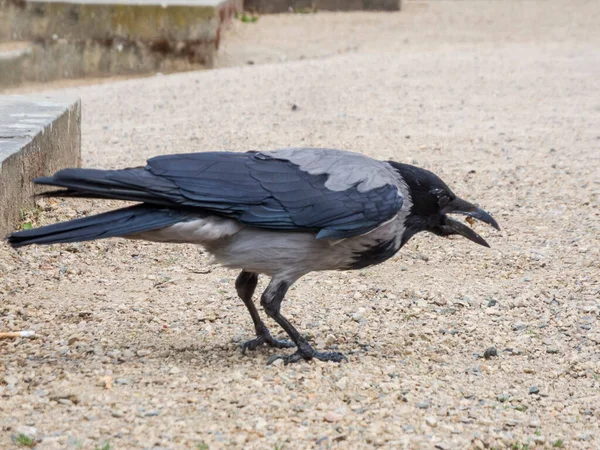 Vue Latérale Pleine Longueur Corbeau Charognard Lat Corvus Corone Également — Photo