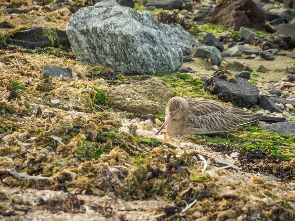 2020 sonbaharında, Alman Kuzey Denizi kıyısındaki tuzlu bataklıklarda çömelmiş genç bir Godwit 'in (lat: Limosa limosa) tam boy görüşü..