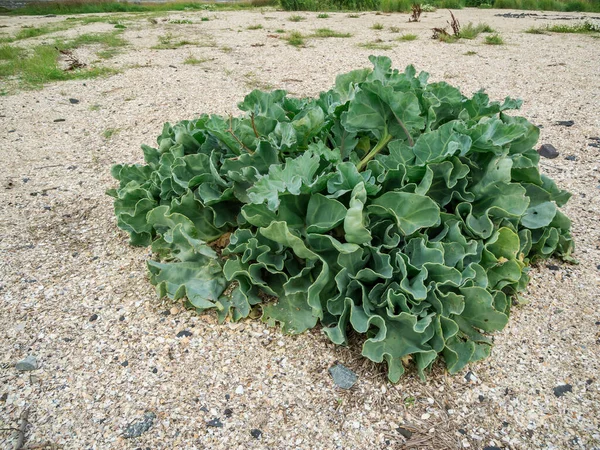 2020 sonbaharında Alman Kuzey Denizi sahilinde gerçek bir deniz lahanası bitkisinin (lat: Crambe maritima) yakın plan çekimi..