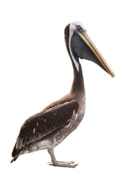 Bir pelikanın tam uzunluktaki kenar görüntüsü (lat. Beyaz üzerine Pelecanus occidentalis).