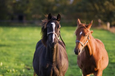 Frontal partial view of two horses standing next to each other on a pasture in the sidelight of the evening sun, looking directly into the camera.