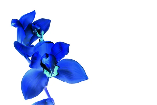 Fleurs Phalaenopsis Bleues Dans Look Abstrait Isolé Sur Blanc — Photo