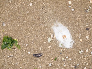 Deniz kabukları, deniz yosunu ve martı dışkıları ile kumsaldaki kumların tam format görüntüsü. 