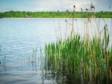 Storkower 'daki Idyllic yaz manzarasına bakın Brandenburg Almanya' sında ön planda taze sazlıklar ve karşıdaki plaj manzarası. 
