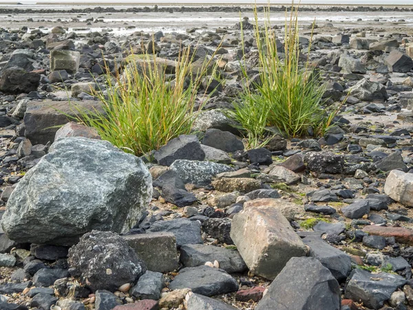 Nízký Úhel Pohledu Dvě Plážové Travnaté Rostliny Mezi Většími Kameny — Stock fotografie