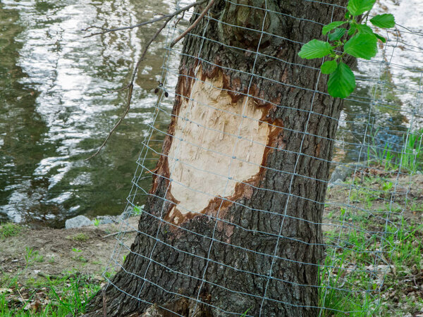 Close-up of a fresh beaver bite with subsequently installed protective grating on the trunk of an alder (lat: Alnus) near a pond in Brandenburg Germany, 