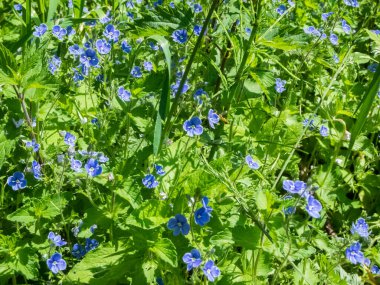 Doğal yabani bitkiler arasındaki birçok Alman hız kuyusu çiçeğinin (lat: Veronica chamaedrys) geniş açılı görüntüsü. 