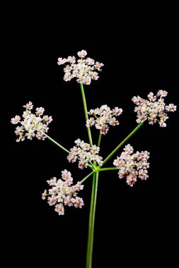 Siyah üzerine izole edilmiş bir Avrupa Baerenclaw bitkisinin (lat: Heracleum sphondylium) umbellate inflorescence stüdyo görüntüsü. Bavyera 'da Konum. 